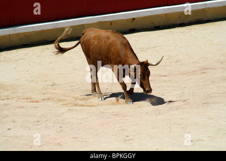 Heifer quoit dans les arènes de Pampelune durant les Sanfermines de 2009, Navarre, Espagne. Banque D'Images