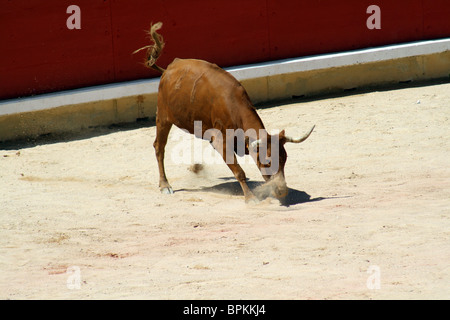 Heifer quoit dans les arènes de Pampelune durant les Sanfermines de 2009, Navarre, Espagne. Banque D'Images