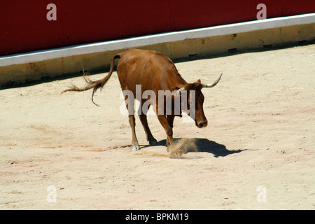 Heifer quoit dans les arènes de Pampelune durant les Sanfermines de 2009, Navarre, Espagne. Banque D'Images