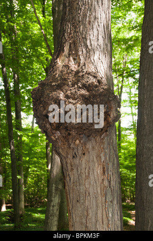 Tronc arbre malade. Banque D'Images