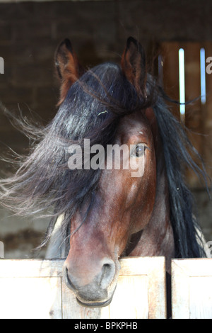 Cheval en brise d'été Banque D'Images