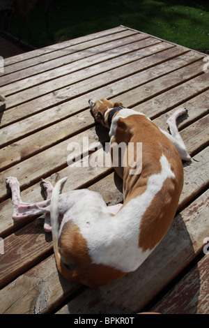 Un chien lévrier couché sur un pont. Banque D'Images