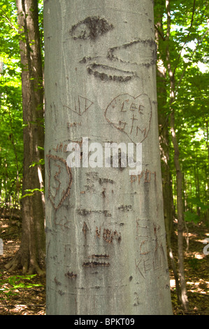 De nombreuses gravures sur Beechwood tronc d'arbre. Banque D'Images