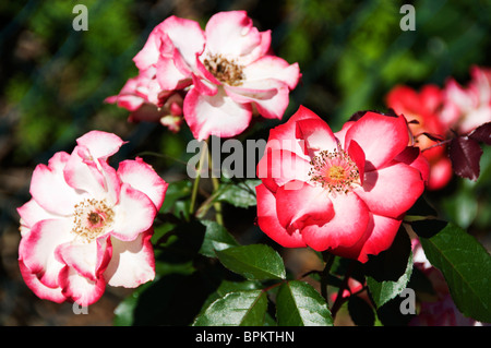 Suppression de l'écran Betty Boop roses dans l'Olympia Rose Society Centennial Garden à Tumwater, Washington. Banque D'Images