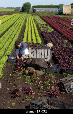 Quatre travailleurs agricoles lollo rosso 'picking' la laitue à simple Brow, Hesketh Bank, Southport, West Lancashire, Royaume-Uni Banque D'Images