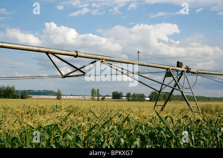 De plus en plus de l'irrigation du maïs dans le sud de la France, Aquitaine Banque D'Images