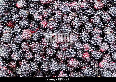 Mûres. Banque D'Images