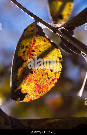 La lumière du soleil brillant à travers une feuille au Brésil Banque D'Images