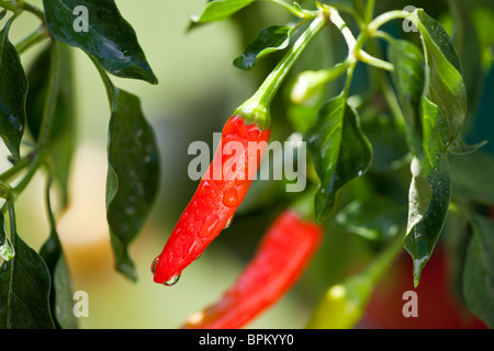 Hot Red Spicy poivre sur toujours sur la vigne et plante avec des gouttelettes d'eau après la pluie Closeup macro shot Banque D'Images
