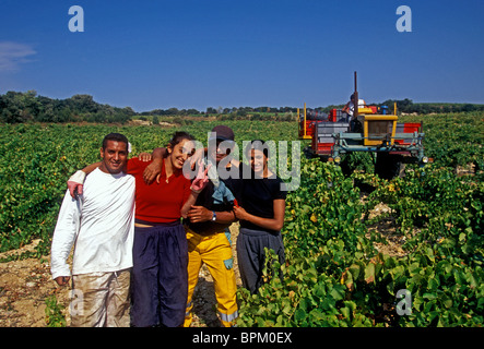 Les marocains, marocain, les immigrants, les travailleurs immigrés, la récolte des raisins, vendanges, vignes, Chateauneuf-du-Pape, France Banque D'Images