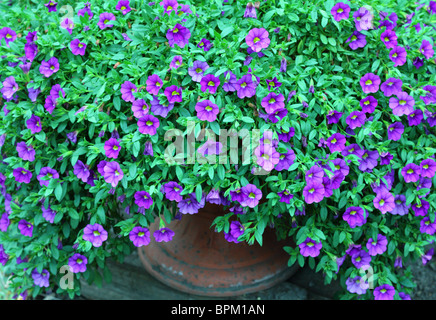 Surfinia petunia à fleurs violet fleurs Banque D'Images
