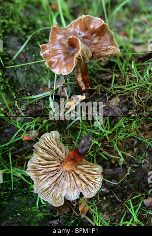 Tricholoma ustale Knight, brûlé, Tricholomataceae, Whippendell Woods, septembre. Banque D'Images