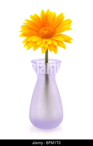 Daisy Gerber jaune en verre coloré en violet vase isolé sur fond blanc Banque D'Images