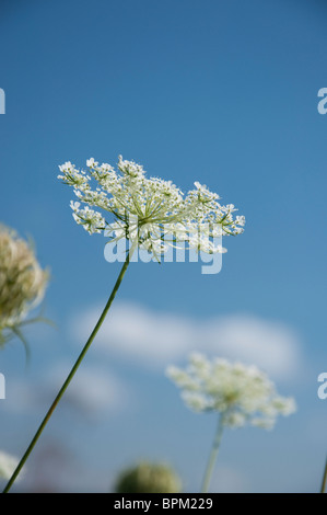 Queen Anne's lace Banque D'Images