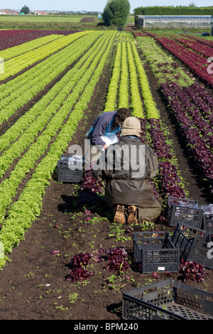 Quatre travailleurs agricoles lollo rosso 'picking' la laitue à simple Brow, Hesketh Bank, Southport, West Lancashire, Royaume-Uni Banque D'Images