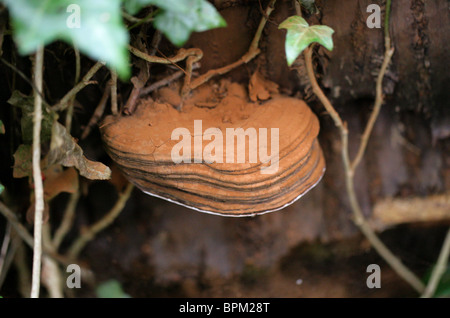 Le sud du champignon, Ganoderma adspersum, Ganodermataceae. Banque D'Images