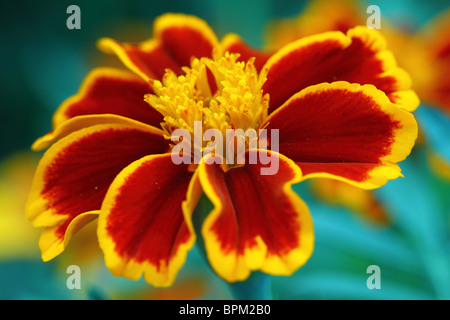 Marigold flower close up Tagetes Banque D'Images