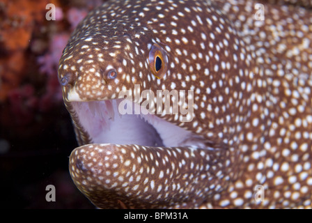 Rivière Whitemouth, murène Gymnothorax meleagris, Puetro Galera, Philippines, l'océan Pacifique. Banque D'Images