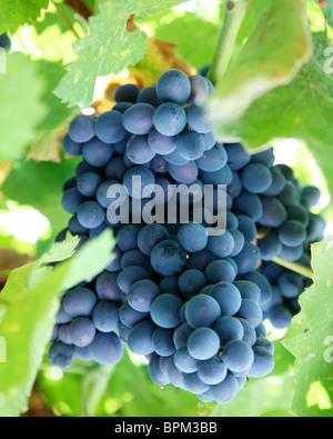 Tas de raisins bleus dans un vignoble Banque D'Images