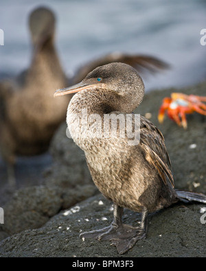 L'Équateur. Cormoran aptère sur Fernanadina Île dans les Galapagos. Banque D'Images