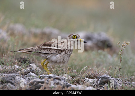 Dikkops Stone-Curlew eurasien, ou épais-genoux /Burhinus bistriatus/, Bulgarie Banque D'Images