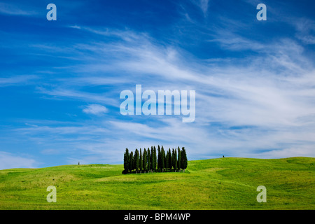 Bosquet de cyprès dans les champs de blé et de fleurs sauvages près de San Quirico, Toscane Italie Banque D'Images