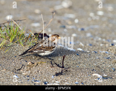 Bruant des neiges sur la plage, co.Louth, Ireland Banque D'Images