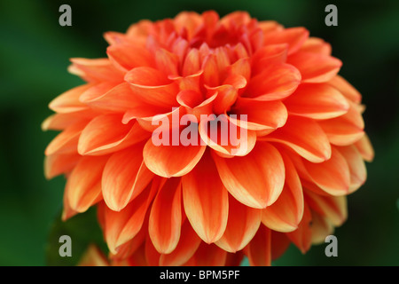 Dahlia Orange flower close up Banque D'Images