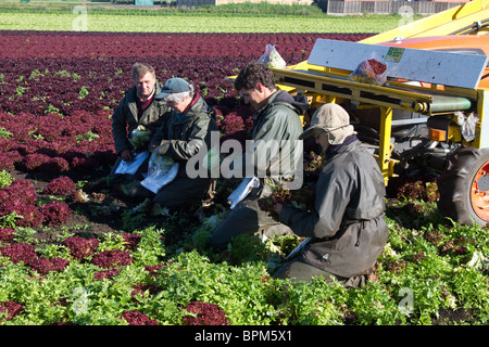 Quatre ouvriers agricoles cueillant de la laitue « Lollo Rosso » à Mere Brow, Hesketh Bank, Southport, West Lancashire, Royaume-Uni Banque D'Images