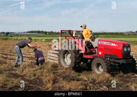 Ouvriers agricoles ramassant et cueillant des oignons à Mere Brow, Hesketh Bank, Southport, West Lancashire, Royaume-Uni Banque D'Images