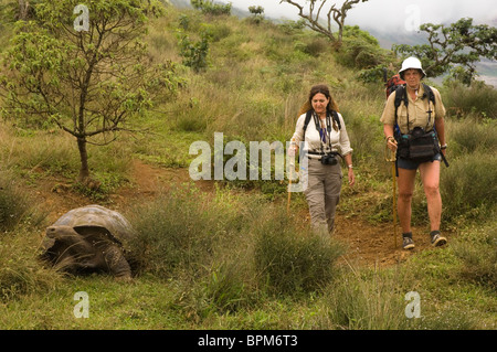 Les tortues géantes des Galapagos Tui & RoyAlcedo cratère de volcan de l'île Isabela Galapagos Équateur. Banque D'Images