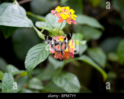 Papillon heliconius doris Banque D'Images