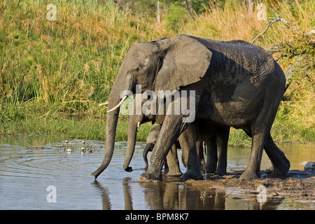 Famille d'éléphants d'Afrique (la mère et les veaux) boire d'étang en réserve de Linyanti, Botswana, Africa Banque D'Images
