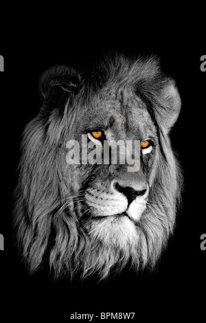 Le noir et blanc portrait de l'African lion (Panthera leo) avec des yeux jaune intense isolé sur un fond noir Banque D'Images