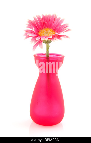 Rose rouge unique Gerber en verre vase isolé sur fond blanc Banque D'Images