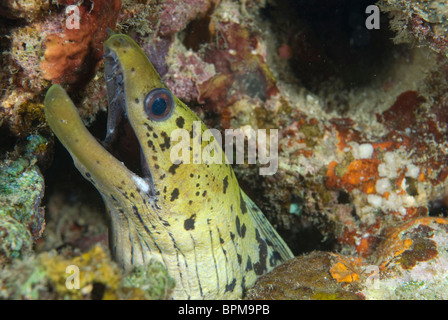 Liséré de la murène Gymnothorax fimbriatus,, Puerto Galera, Philippines, l'océan Pacifique. Banque D'Images