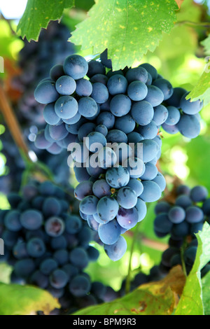 Tas de raisins bleus dans un vignoble Banque D'Images