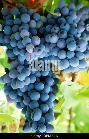 Tas de raisins bleus dans un vignoble Banque D'Images