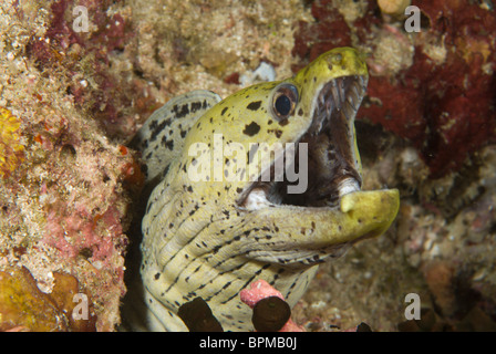 Liséré de la murène Gymnothorax fimbriatus, Maldives, océan Indien, Banque D'Images