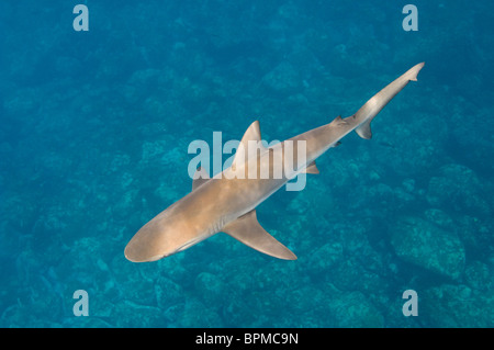 (Carcharhinus galapagensis Requins Galapagos) hors de Wolf Island, îles Galapagos, en Équateur. Banque D'Images