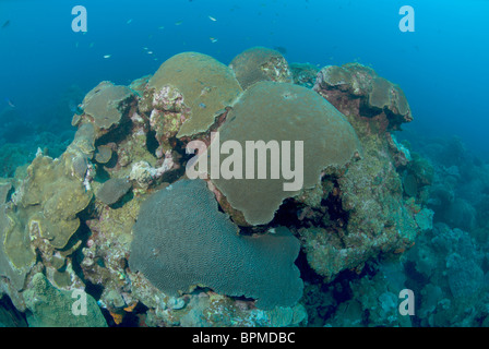 Cerveau tête de corail à fleur de l'Est Banque jardin off Texas en Golfe du Mexique Banque D'Images