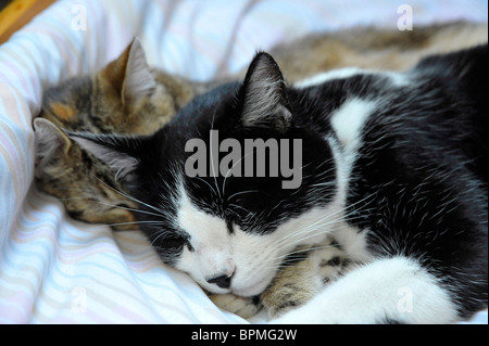 Funny Animals Félix le chat noir et blanc de dormir Banque D'Images