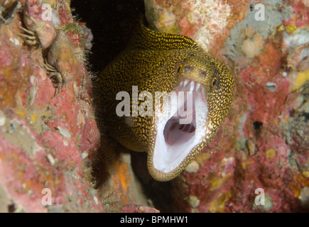 Goldentail Moray Eel, Gymnothorax miliaris, à Stetson Bank, Golfe du Mexique Banque D'Images