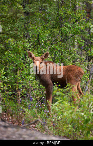 Un jeune veau orignal, le parc national Denali, en Alaska. Banque D'Images