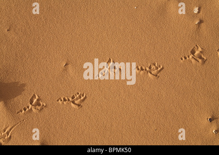 Spoor d'oiseau dans le désert de Libye, Maroc, Sahara, Afrique du Nord Banque D'Images