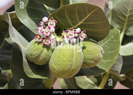 La couronne des rois, arbre à caoutchouc, pomme de Sodome, Calotropis procera, Libye Banque D'Images