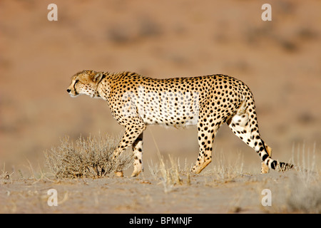 Le harcèlement criminel Guépard (Acinonyx jubatus), Kgalagadi Transfrontier Park, Afrique du Sud Banque D'Images