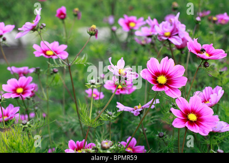 Cosmos bipinnatus Banque D'Images