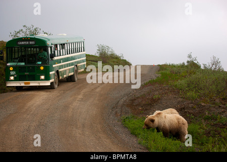 Grizzly bear sow et cub, le parc national Denali, en Alaska. Banque D'Images
