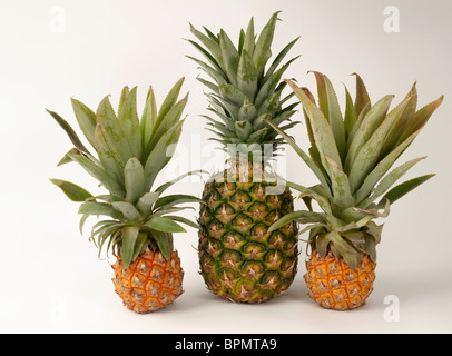 Ananas (Ananas comosus). Saisie normale et mini fruits ananas, studio photo sur un fond blanc. Banque D'Images